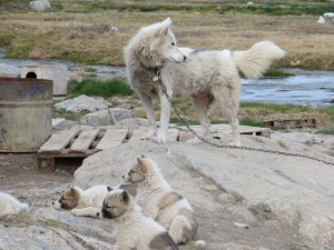 Greenland Day 2-Places & Faces-Camera 231