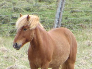 South East & North Iceland day 3-5 roadtrip 010