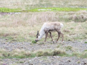 South East & North Iceland day 3-5 roadtrip 041