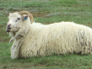 South East & North Iceland day 3-5 roadtrip 083