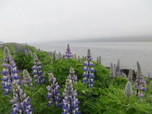 South East & North Iceland day 3-5 roadtrip 148