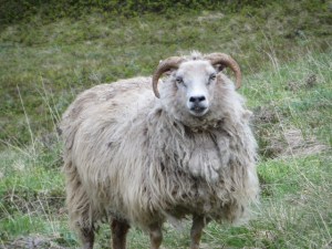 South East & North Iceland day 3-5 roadtrip 269